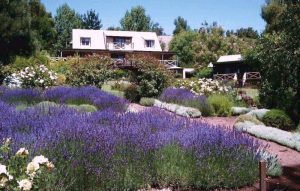 Balingup Lavender Farm