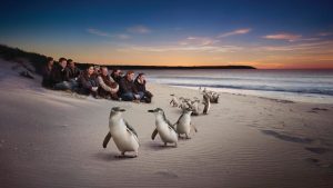 Chim cánh cụt đảo Phillip