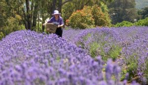 Warratina Lavender Farm