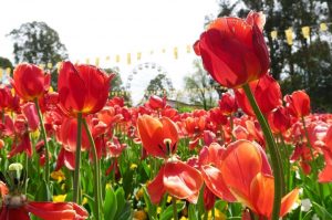 Canberra Floriade 2018