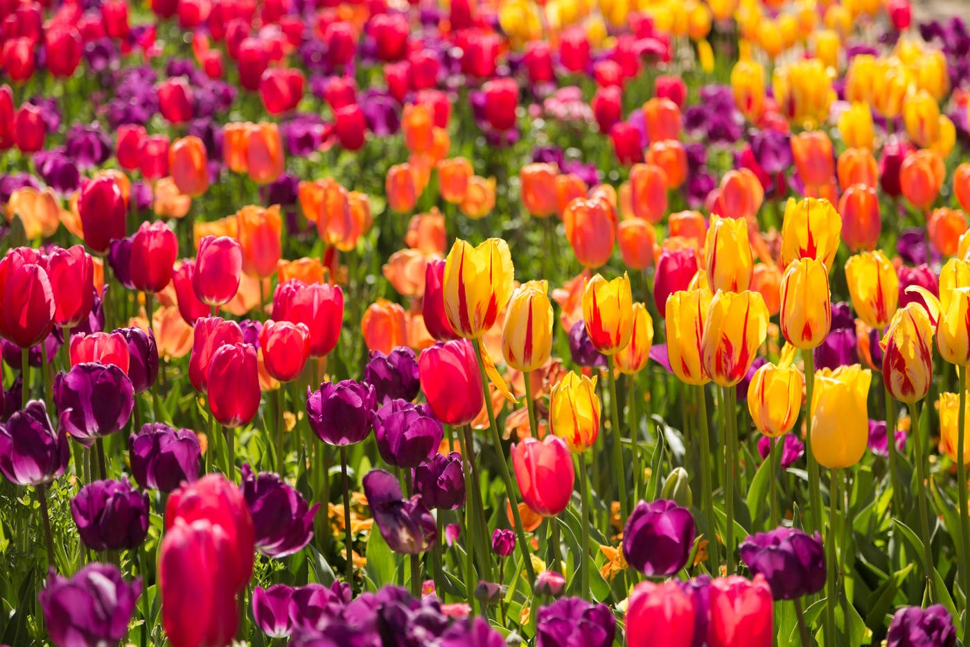 Lễ hội hoa xuân Canberra Floriade