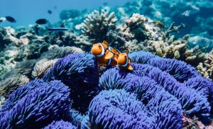 Great Barrier Reef