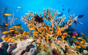 Great Barrier Reef Australia Coral