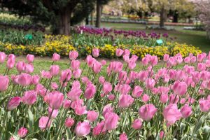 Tulip Top Garden Canberra Australia