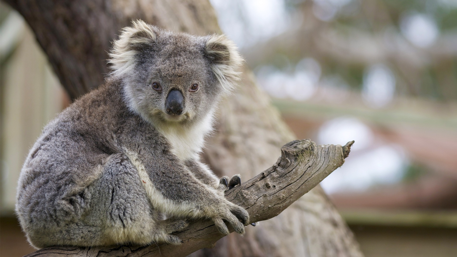  Koala lone pine Brisbane