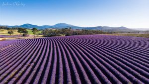 Bridestowe Lavender Tasmania