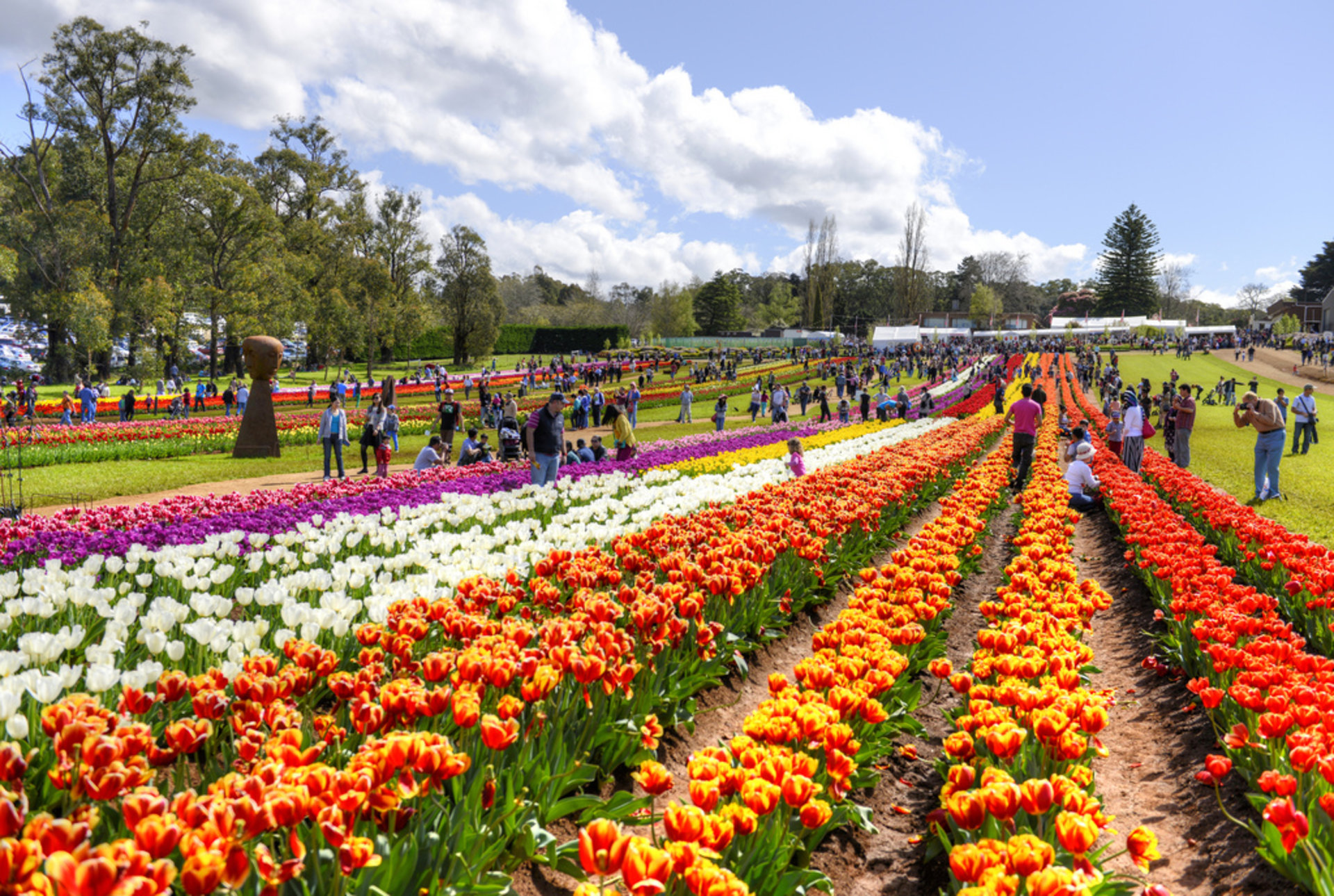 lễ hội hoa tulip tesselaar 2019