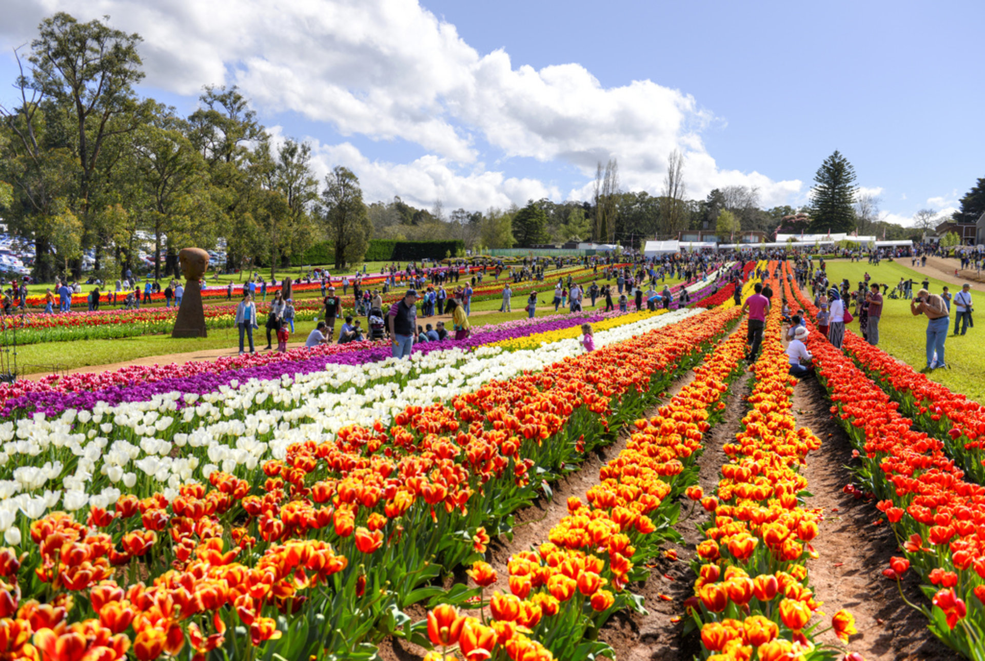 Thưởng ngoạn lễ hội hoa tulip Tesselaar Úc 2019 Fantasea Travel