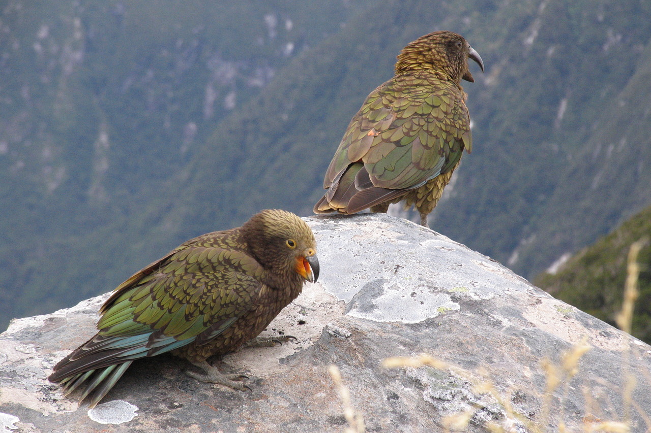 Routeburn Track Kea Bird New Zealand