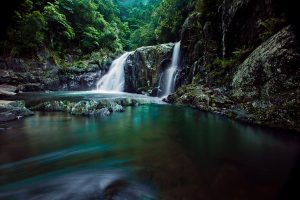 DAINTREE