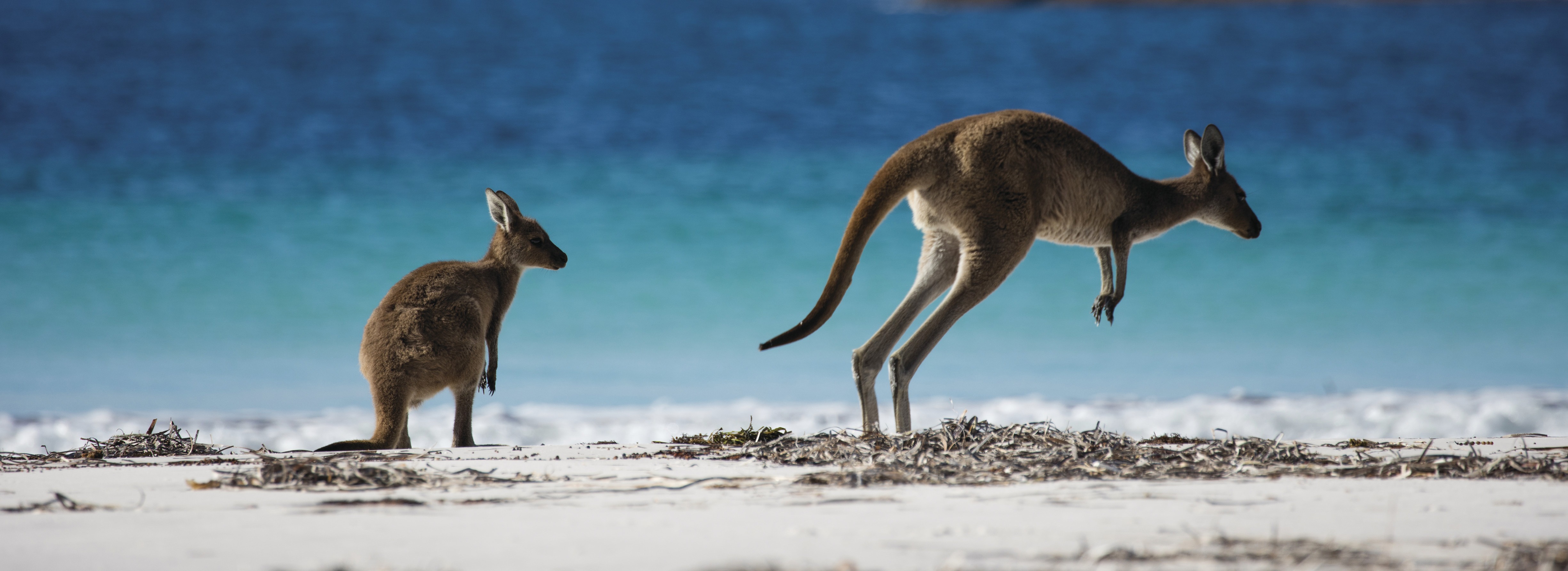 Kangaroo at Cleland Wildlife Park, Adelaide Hills, SA