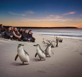 Chim cánh cụt đảo Phillip