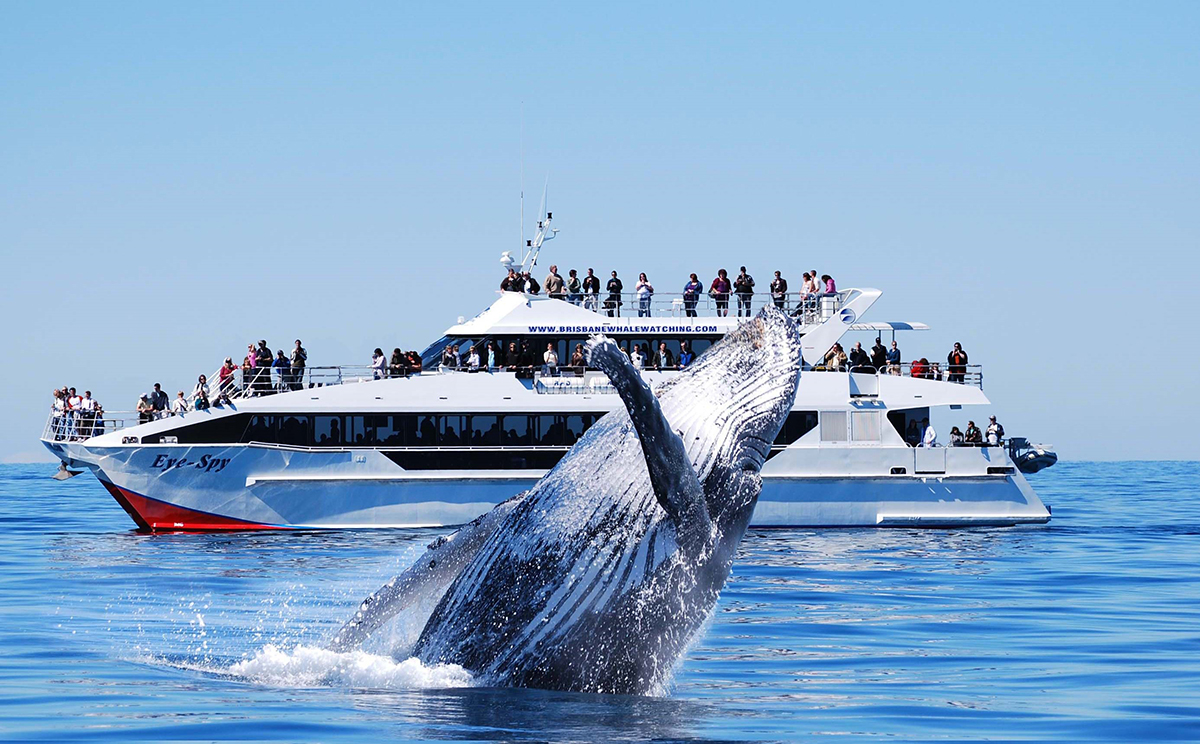 Tour du lịch Úc: Đi du thuyền xem cá voi di cư trên biển - Fantasea