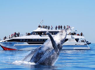 Tour xem cá voi ở Úc